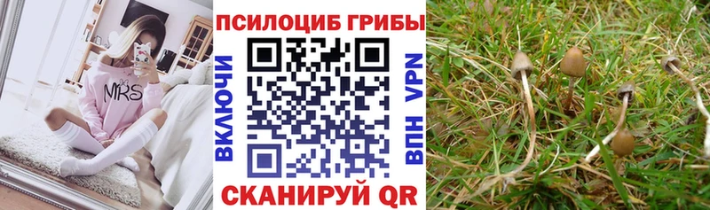 наркота  Корсаков  Галлюциногенные грибы GOLDEN TEACHER 
